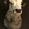 Stuffed head of a Hungarian steppe cattle