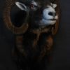 Imposing taxidermy head of a Scottish highland bull