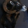 Stuffed head of a mouflon