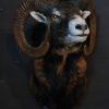 Stuffed head of a mouflon