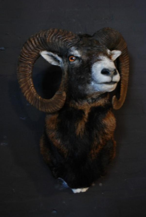 Stuffed head of a mouflon