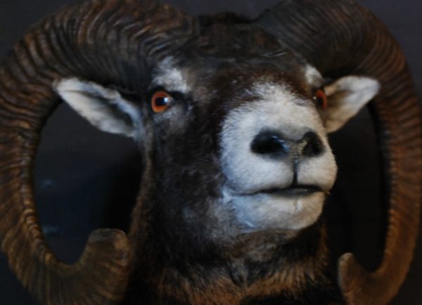 Stuffed head of a mouflon