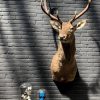 Stuffed head of a red deer