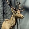 Stuffed head of a red deer