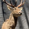 Stuffed head of a fallow deer.