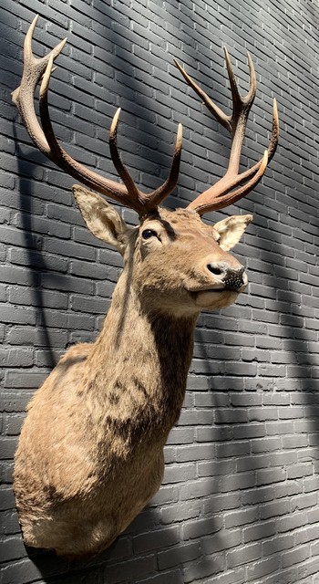 Stuffed head of a red deer