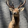 Stuffed head of a red deer