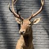 Stuffed head of a red deer