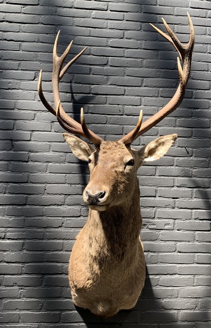 Stuffed head of a red deer