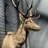 Stuffed head of a red deer