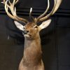 Stuffed head of a red stag