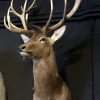 Stuffed head of a red stag