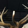 Stuffed head of a red stag