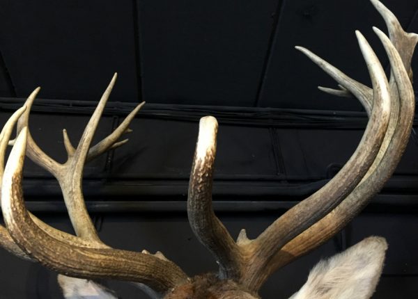 Stuffed head of a red stag