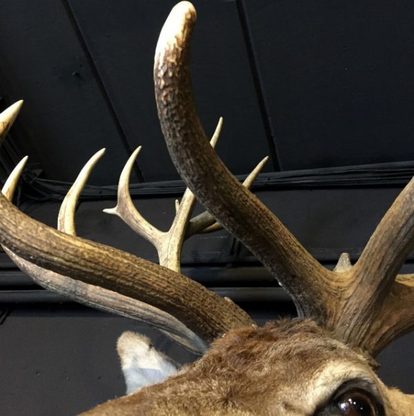 Stuffed head of a red stag