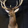 Stuffed head of a red stag