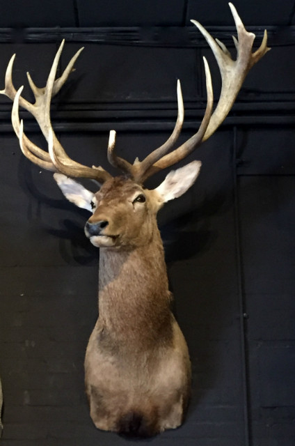 Stuffed head of a red stag