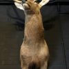 Stuffed head of a red stag