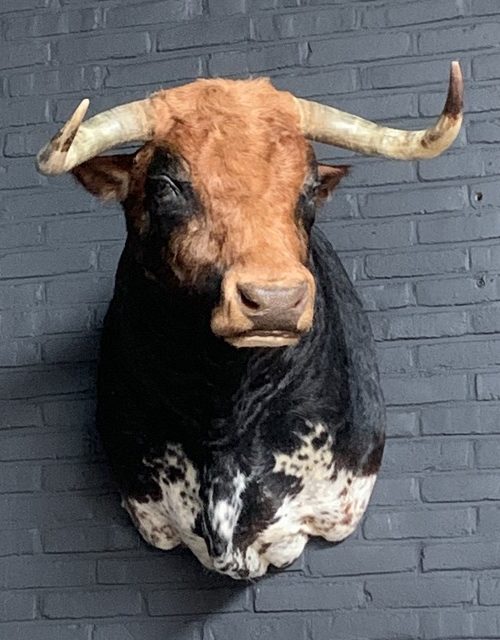 Stuffed head of a Spanish fighting bull