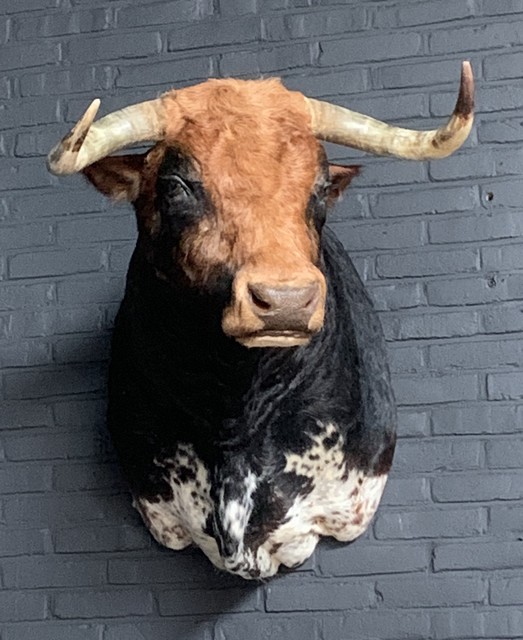 Stuffed head of a Spanish fighting bull