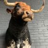 Stuffed head of a Spanish fighting bull