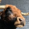 Stuffed head of a Spanish fighting bull