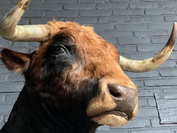 Stuffed head of a Spanish fighting bull