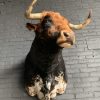 Stuffed head of a Spanish fighting bull