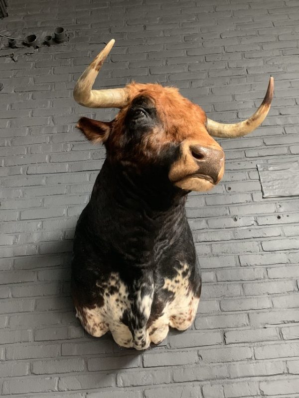 Stuffed head of a Spanish fighting bull