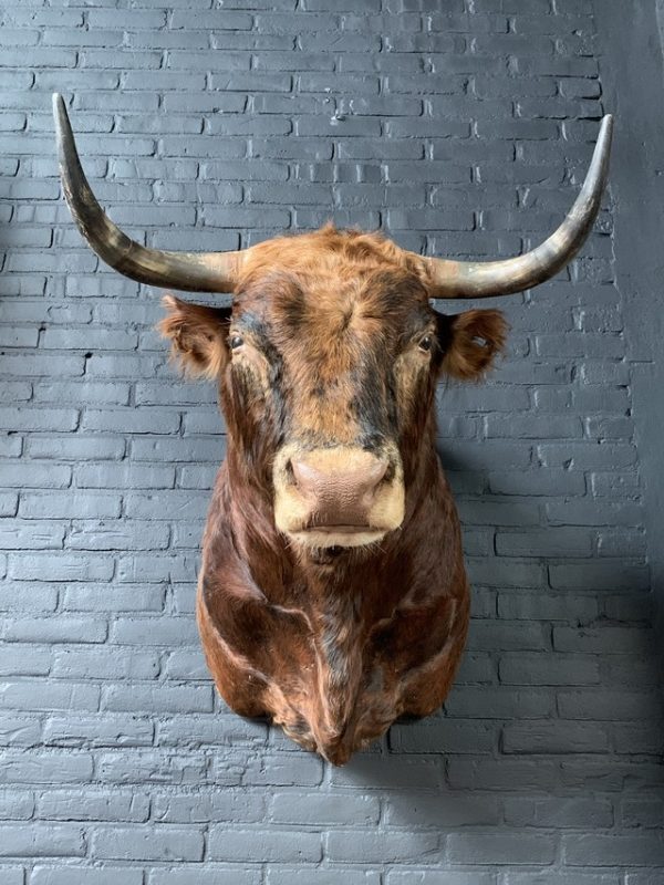 Stuffed head of a Spanish fighting bull