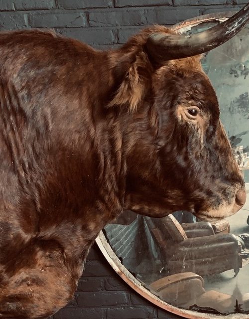 Stuffed head of a Spanish fighting bull