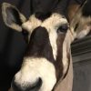 Stuffed head of a very big oryx