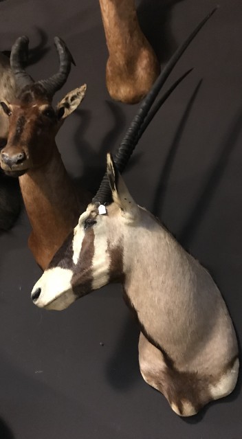Aufgestopfter Kopf einer sehr grosse Oryx