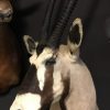 Stuffed head of a very big oryx