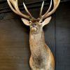 Stuffed head of a very big red stag (26 Pointer)