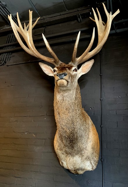 Taxidermy Kopf eines sehr kapitalen Rothirsch (26-ender)