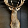 Stuffed head of a very big red stag (26 Pointer)