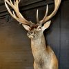 Stuffed head of a very big red stag (26 Pointer)