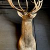 Stuffed head of a very big red stag (26 Pointer)