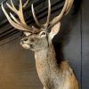 Stuffed head of a very big red stag (26 Pointer)