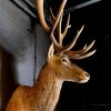 Stuffed head of a very big red stag (26 Pointer)