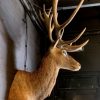 Stuffed head of a very big red stag (26 Pointer)