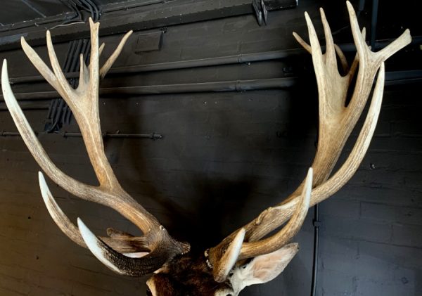 Stuffed head of a very big red stag (26 Pointer)