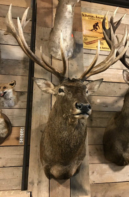 Stuffed head of a very large deer.
