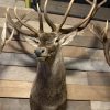 Vintage taxidermy head of a big Cape Buffalo.