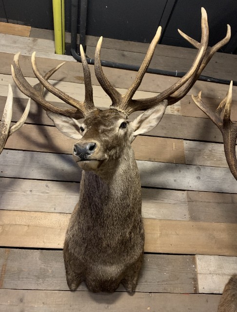 Stuffed head of a very large red deer.