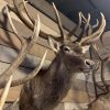 Stuffed head of a very large red deer.