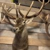 Stuffed head of a very large red deer.