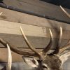 Stuffed head of a very large red deer.