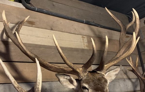 Stuffed head of a very large red deer.